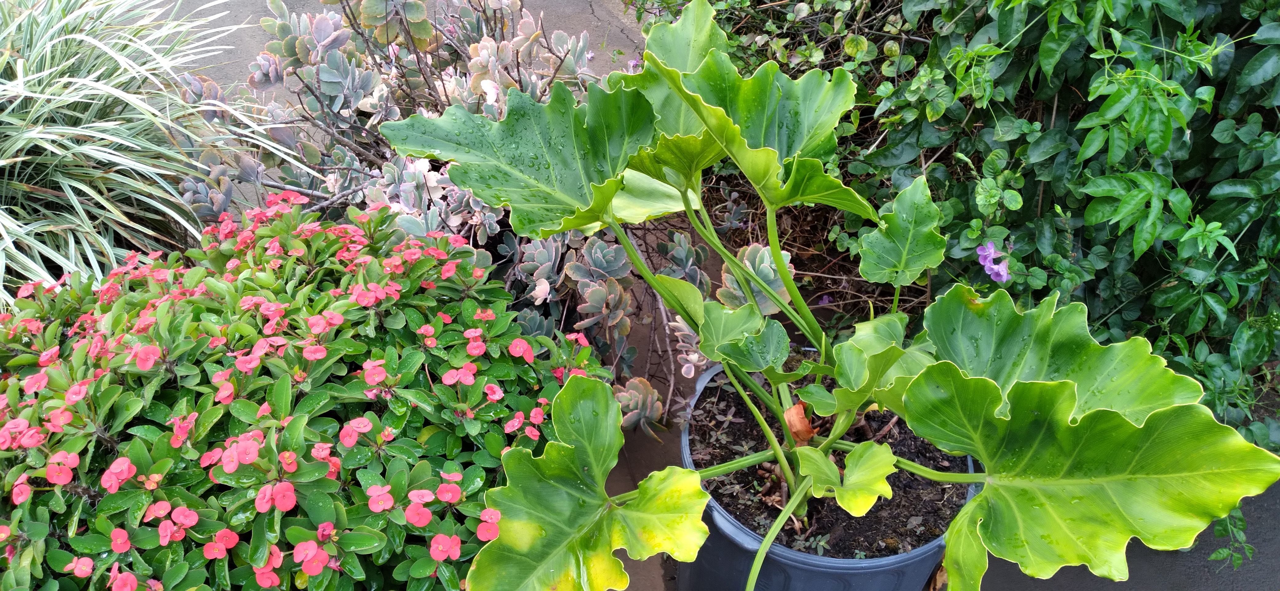 Site em construção